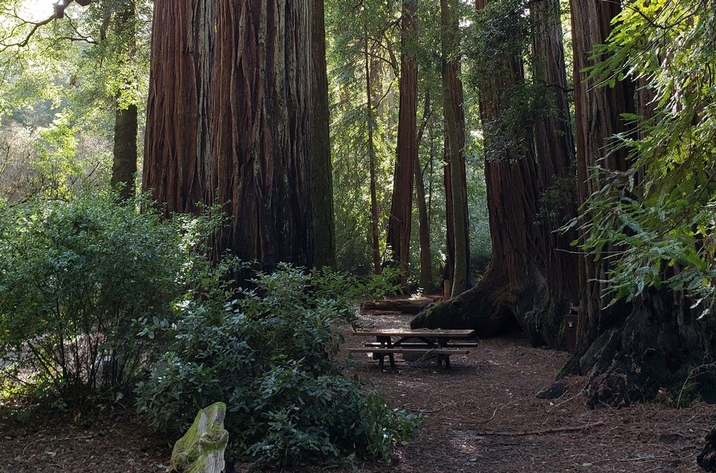Wastahi Campground Review - Big Basin Redwoods State Park