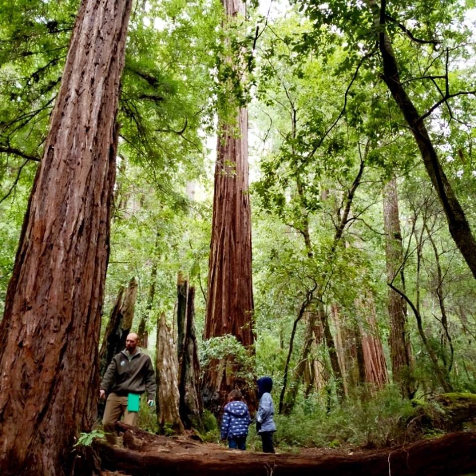 Jay Trail Camp Review - Big Basin Redwoods State Park