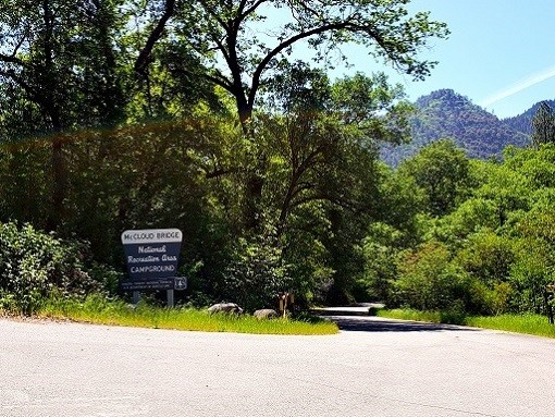 Review of McCloud Bridge Campground in the Shasta-Trinity National Forest