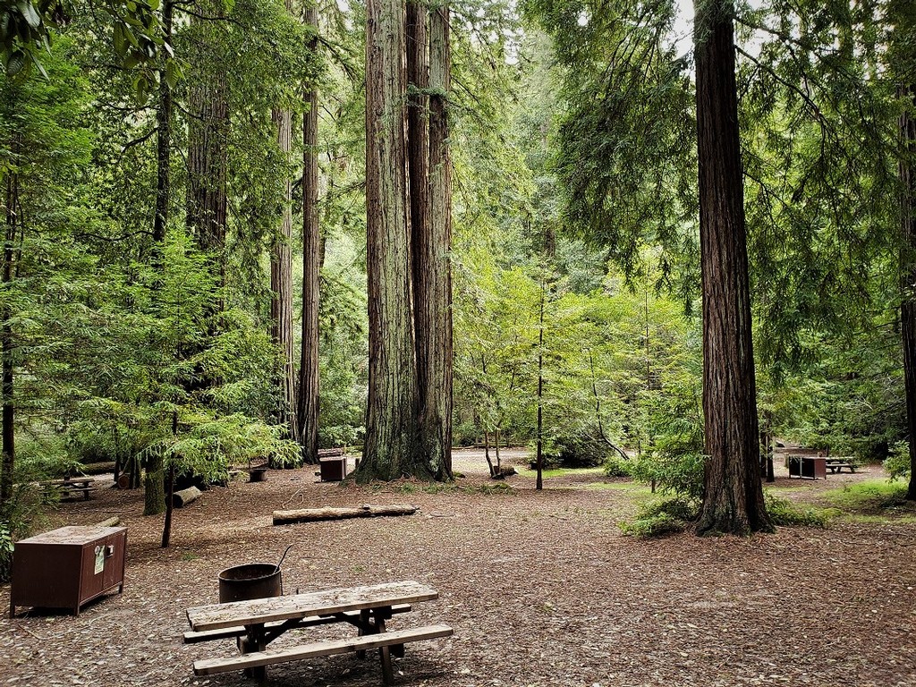 One of the Best Campgrounds in Big Basin Redwoods State Park