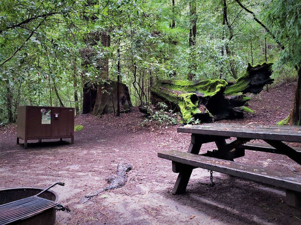 Huckleberry Campground Review - Big Basin Redwoods State Park