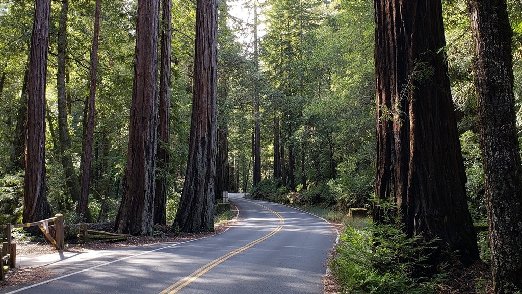 Blooms Creek Campground Review - Big Basin Redwoods State Park